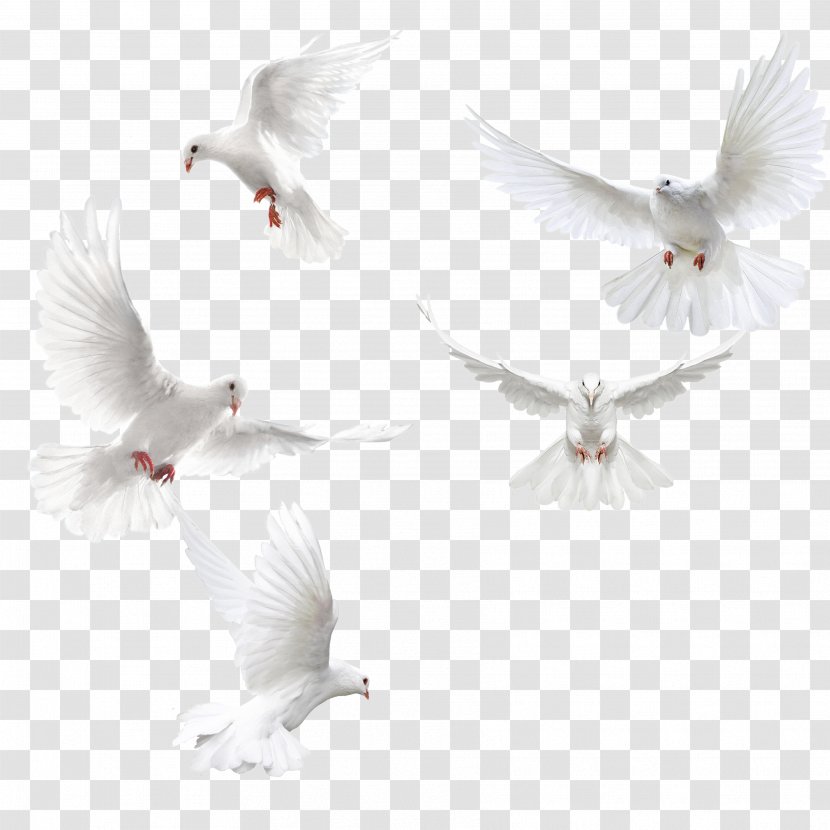 Columbidae Bird Squab - Beak - Creative Dove Wings,White Transparent PNG