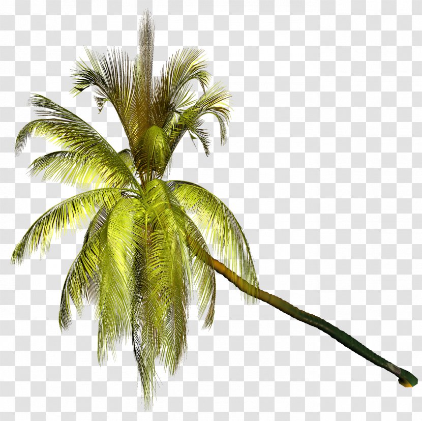 Palm Trees Clip Art Coconut Image - Plants Transparent PNG