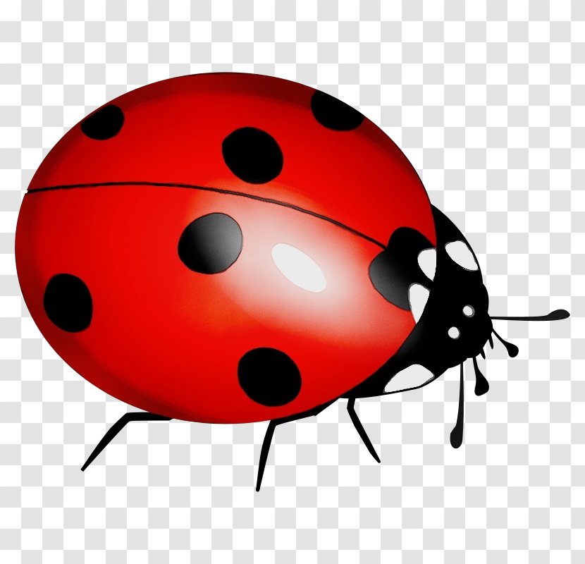 Ladybird Beetle Clip Art Image Vector Graphics - Ladybug - Insect Transparent PNG