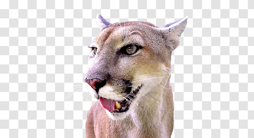 Cougar Lion Whiskers Big Cat - Sabrina Transparent PNG