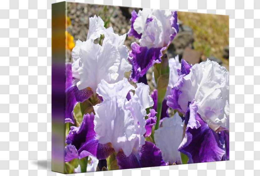 Irises Bellflower Violet Lavender - Iris Transparent PNG