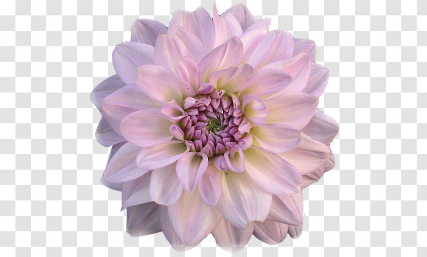 Dahlia Cut Flowers Blume - Flower Transparent PNG