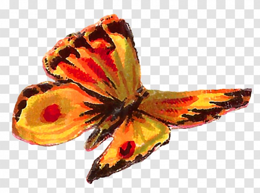 Butterfly Clip Art - Arthropod - Insect Transparent PNG
