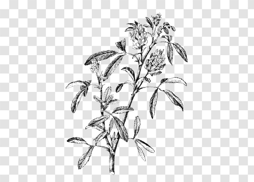 Alfalfa Plant Stem Leaf Flowering - Black And White - Medicago Transparent PNG