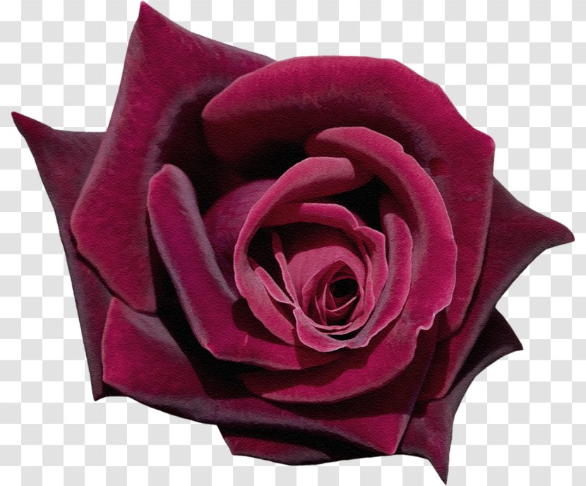 Garden Roses Footage Flower Petal - Pink - Red Transparent PNG