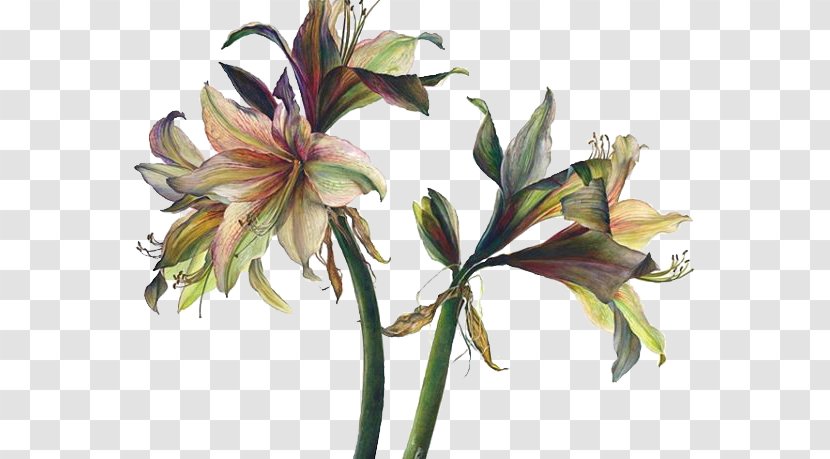 Floral Design Art Watercolor Painting Drawing - Lily Transparent PNG