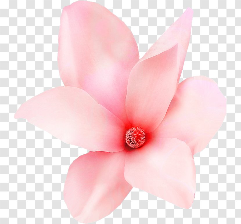 Durazno Department Peach Blossom - Rose Family Transparent PNG