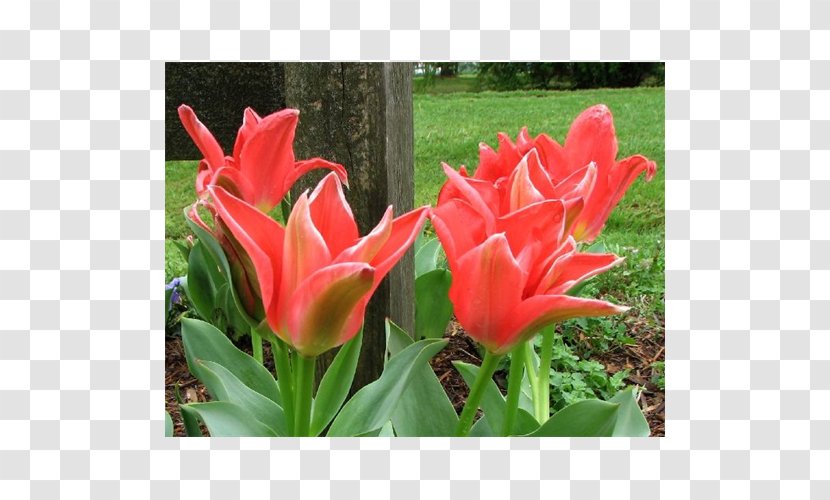 Tulip Petal Annual Plant - Lily Family Transparent PNG