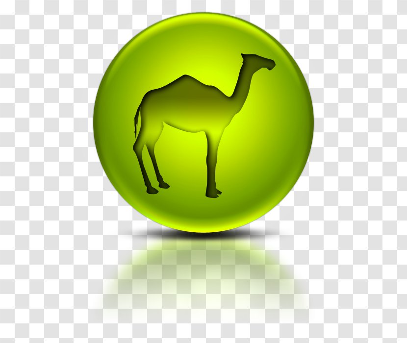 Bactrian Camel Dromedary Information - Organism - Playmate Transparent PNG