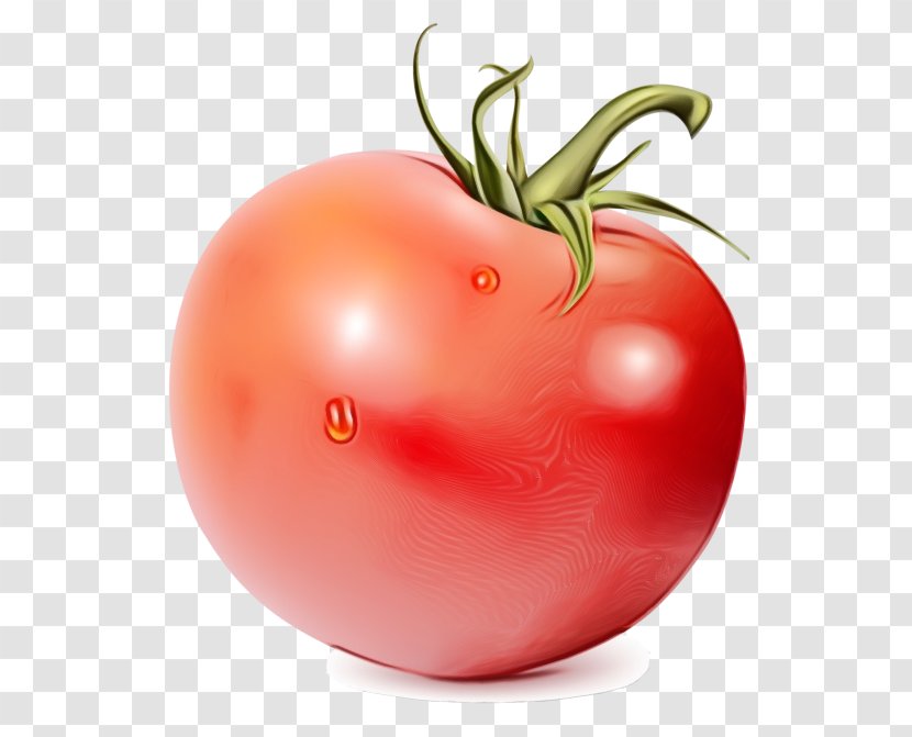 Tomato - Plant - Plum Vegan Nutrition Transparent PNG