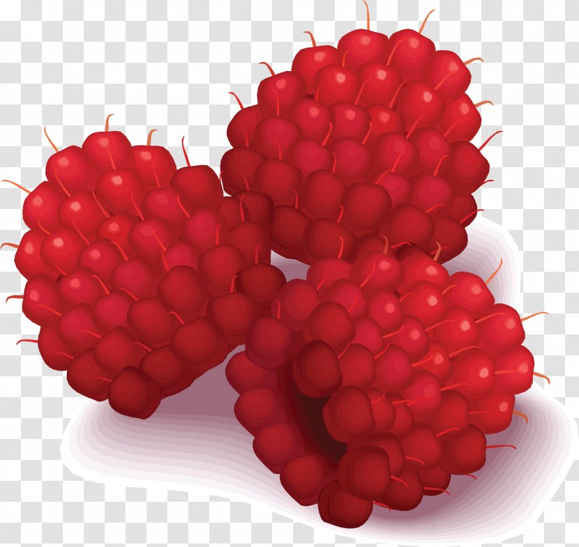 Raspberry Fruit Clip Art - Boysenberry - Rraspberry Image Transparent PNG
