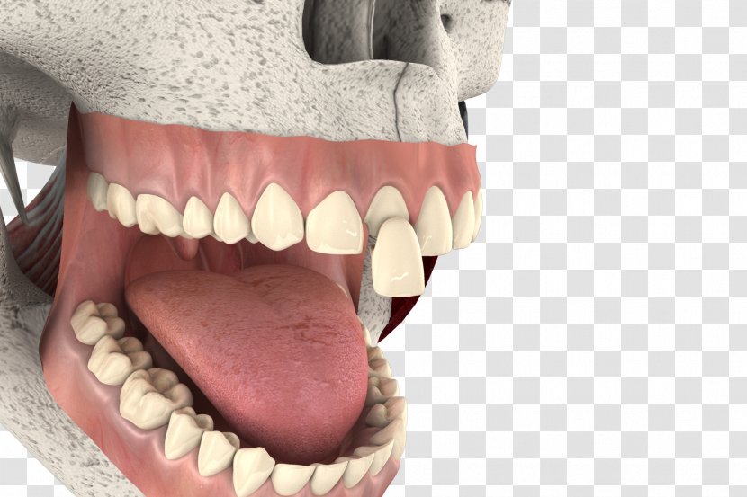 Animation 3D Computer Graphics Filmmaking Industry - Video - 3d Tooth Transparent PNG
