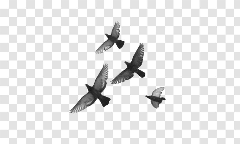 Bird Pigeons And Doves Image Feather Drawing - Flight Transparent PNG