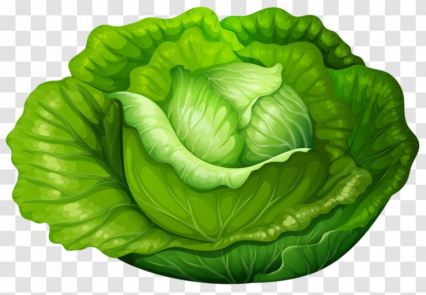 Clip Art Cabbage Roll Chinese Vegetable - Savoy Transparent PNG