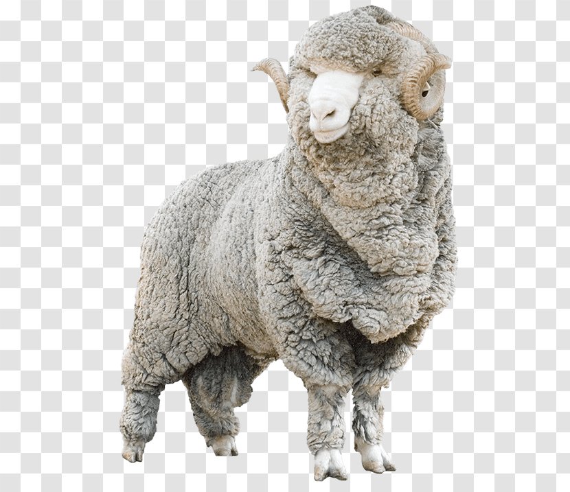 Merino Wool Allbirds Sheep Shearing Goat - Antelope - Suede Coat Transparent PNG