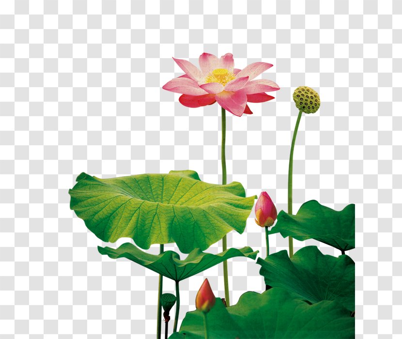 Nelumbo Nucifera Lotus Seed Template - Family - Flower Transparent PNG