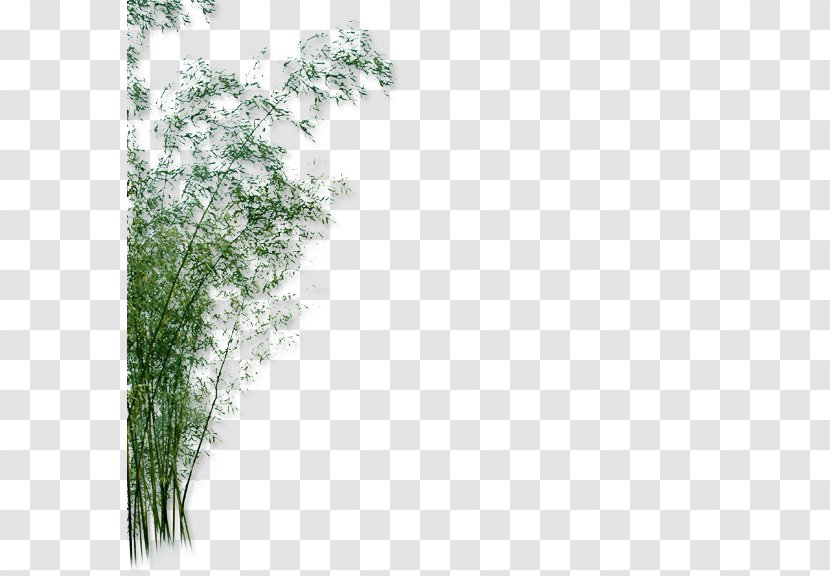 Bamboo Green Garden Yard - Plant Transparent PNG