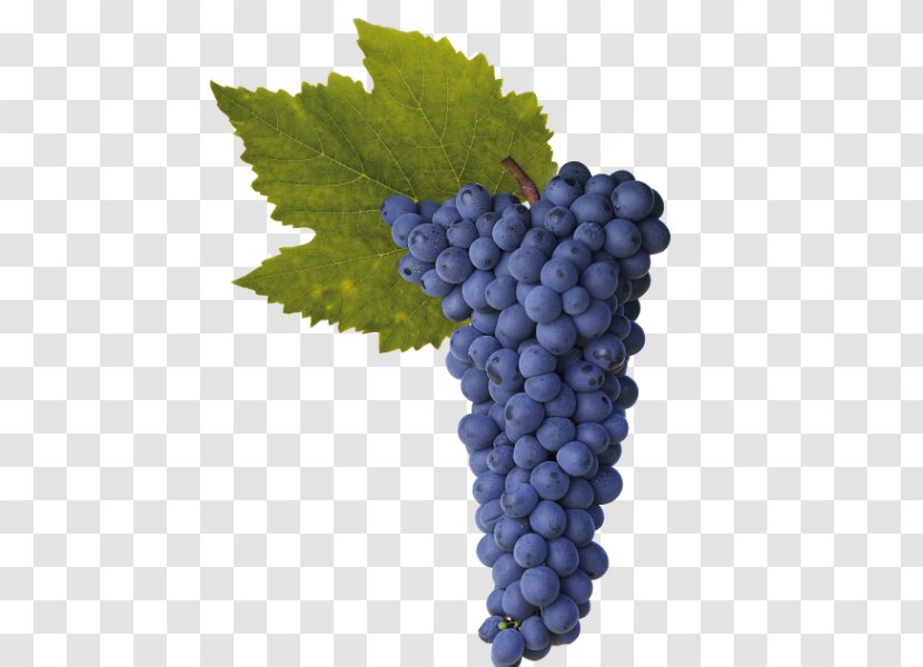 Sultana Shiraz Grape Wine Rotundone - Grapevine Family Transparent PNG