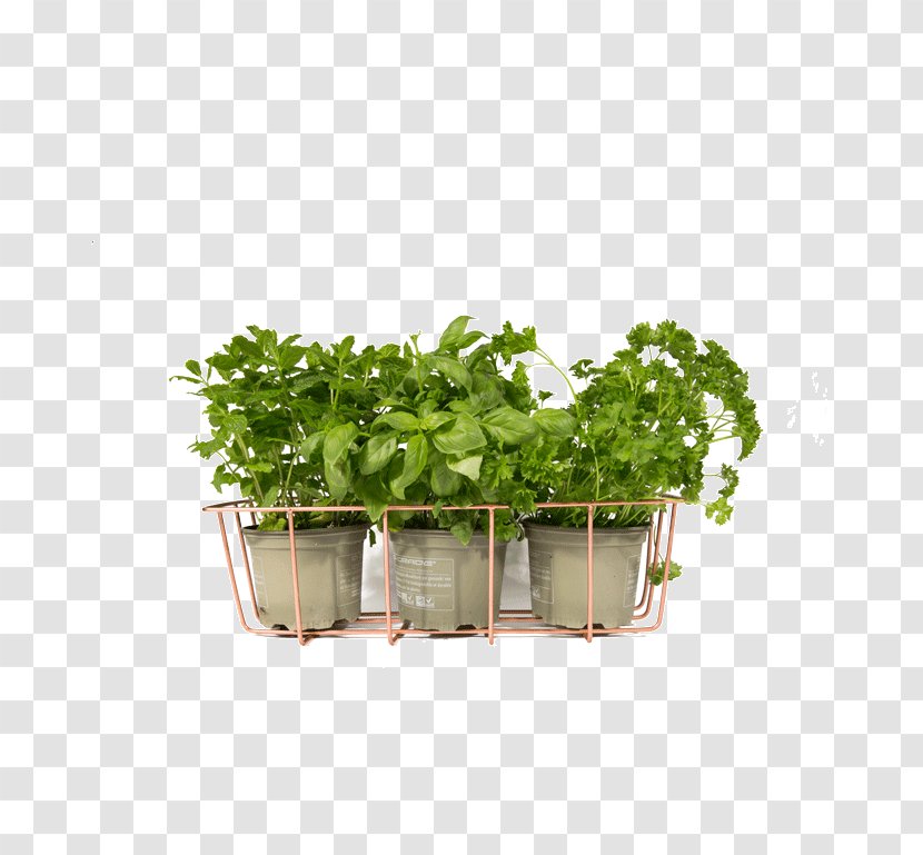 Herb YouTube Flowerpot Jewellery House - Jewelry Accessories Transparent PNG