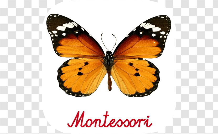 Monarch Butterfly Plain Tiger Insect - Butterflies - Exotic Transparent PNG