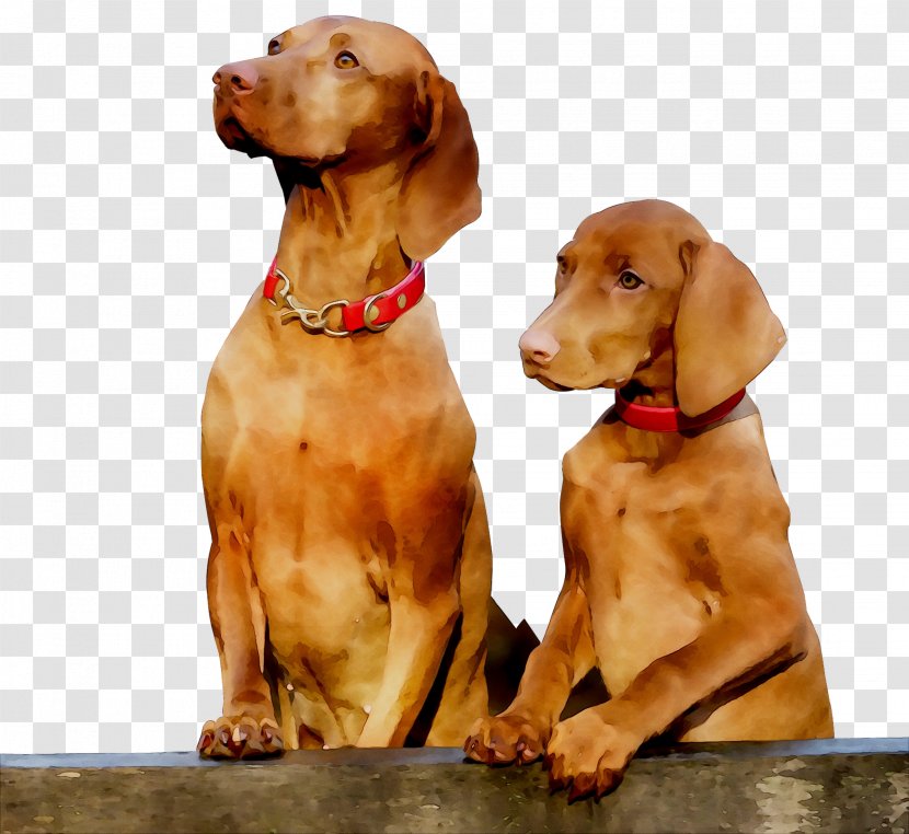 Vizsla Dog Breed Companion Pointing Gun - Canidae Transparent PNG