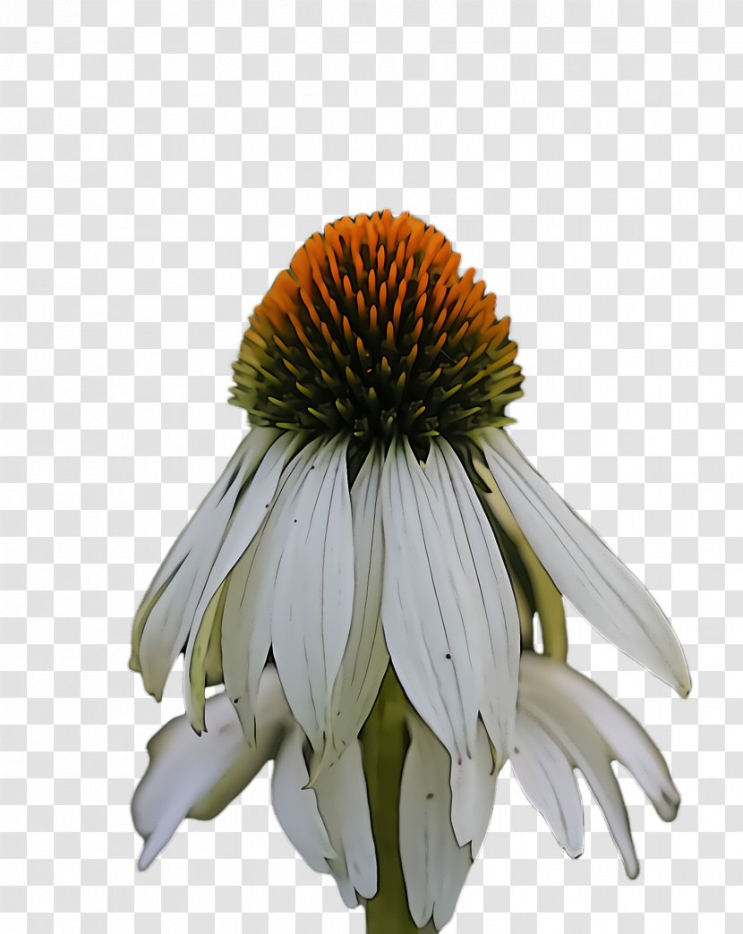 Purple Coneflower Flower Plant Petal - Wildflower Daisy Family Transparent PNG