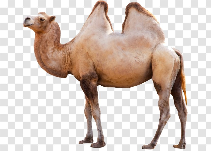 Dromedary Bactrian Camel Clip Art - Livestock Transparent PNG