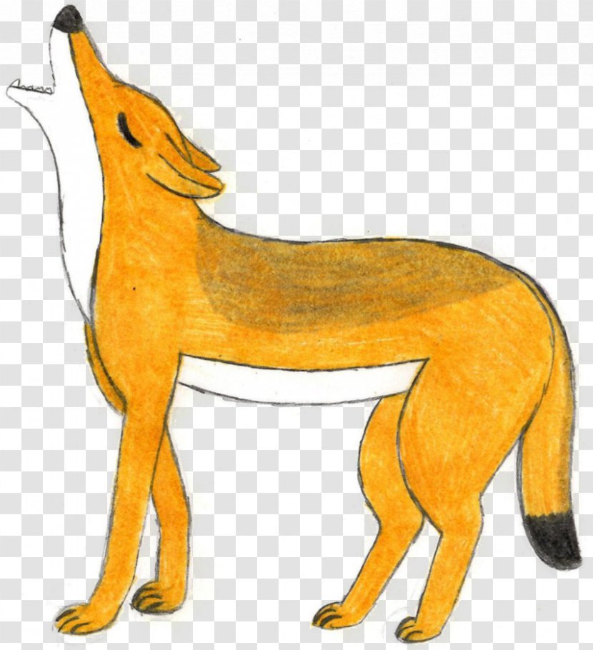 Red Fox Dingo African Wild Dog Indian Jackal - Carnivoran Transparent PNG