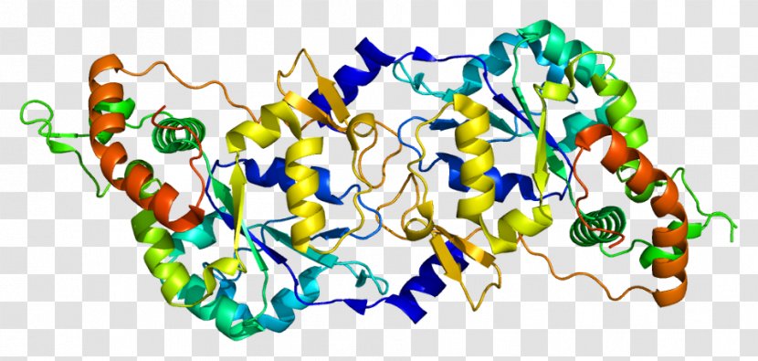 HS3ST3A1 Sulfotransferase Enzyme Gene HS3ST3B1 - Organism Transparent PNG