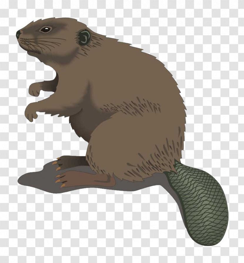 Beaver County, Pennsylvania Computer File - Rodent Transparent PNG