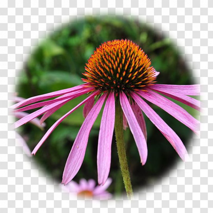 Purple Coneflower Echinacea Angustifolia Perennial Plant Phytotherapy Pallida - Common Cold Transparent PNG