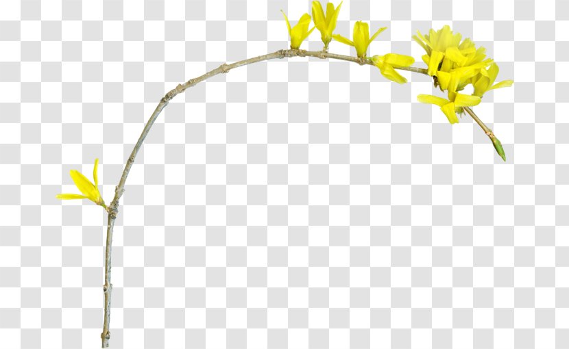 Flower Yellow Image Branch - Color - Forum Transparent PNG