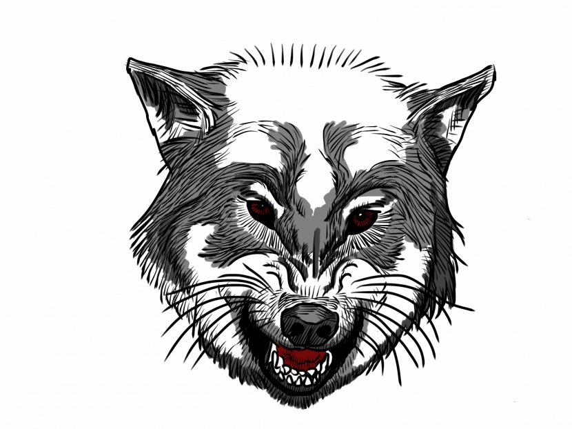 Gray Wolf Drawing Anger - Snout Transparent PNG