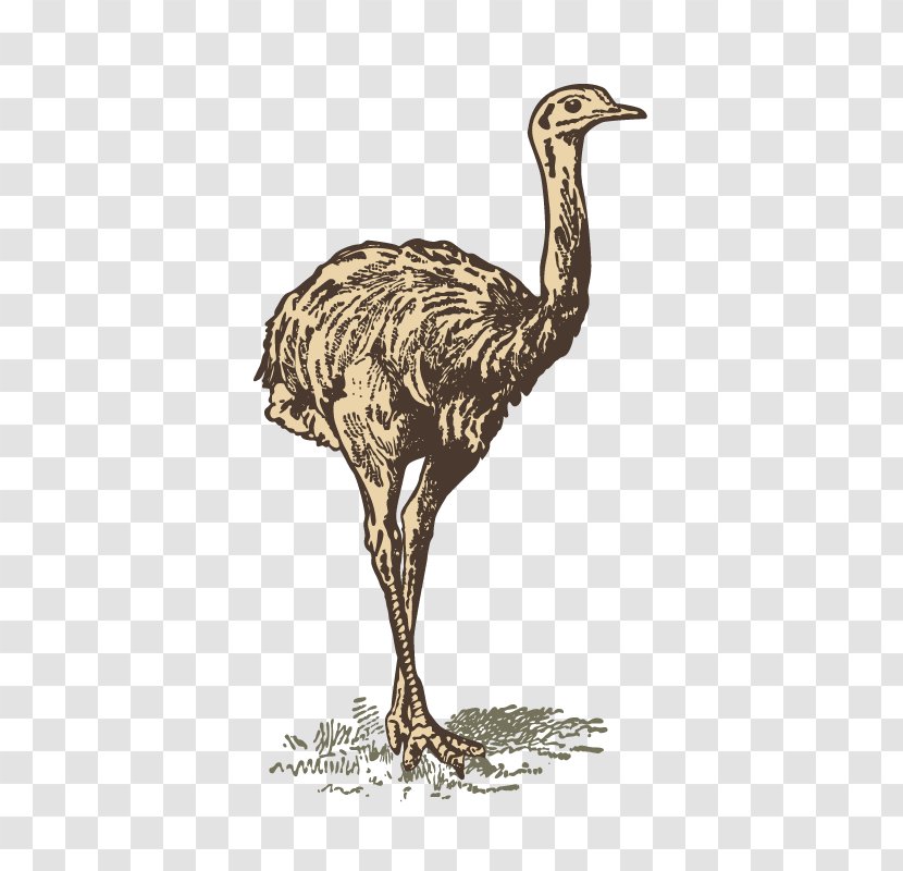 Common Ostrich Bird - Animal Transparent PNG