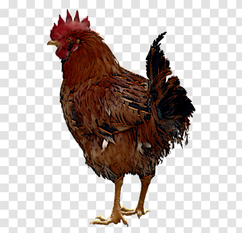 Rooster Fowl Landfowl Giriraja Birds Transparent PNG