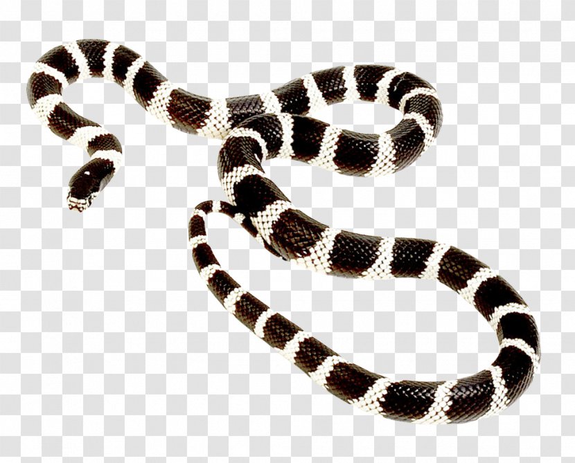 Milk Snake Transparent PNG