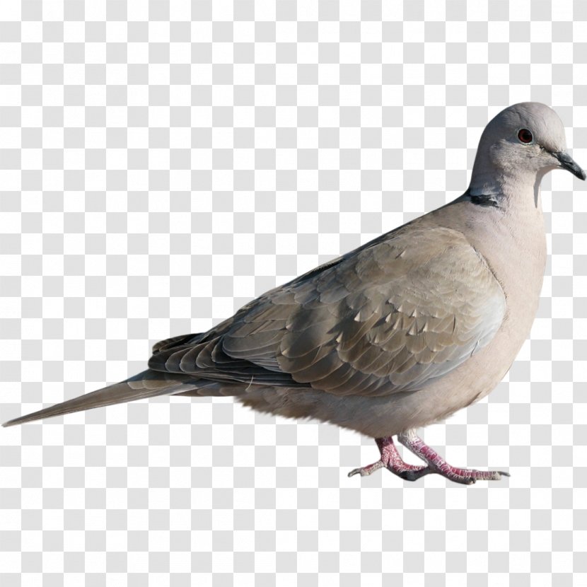 Rock Dove Columbidae Homing Pigeon Bird Stock - Creative Transparent PNG