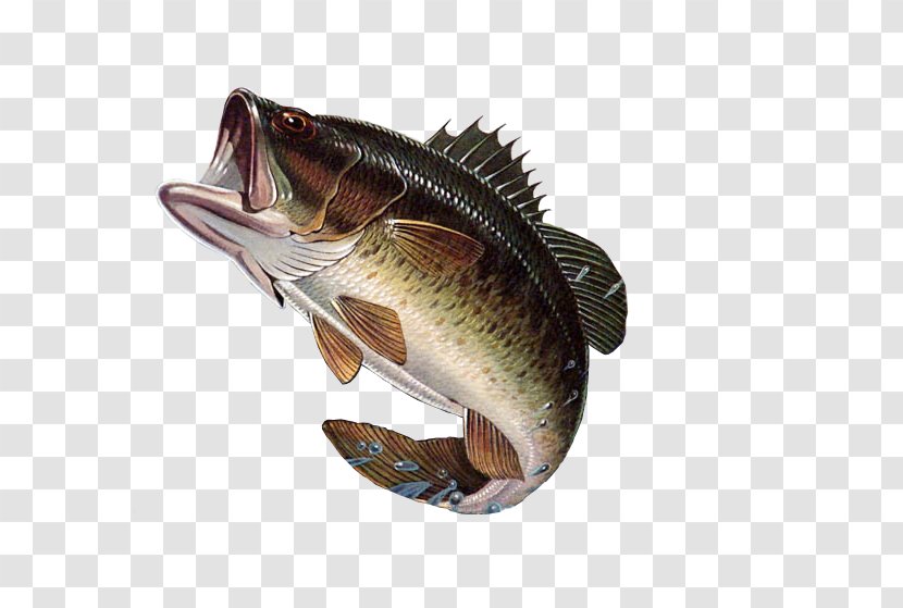 Bass Fishing Largemouth - Perch Like Fish - Large Mouth Transparent PNG