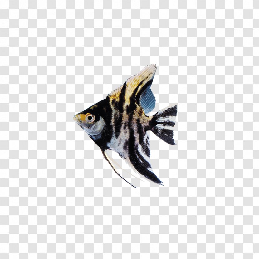 Ornamental Fish Clip Art - Aardewerk - Insects, Transparent PNG