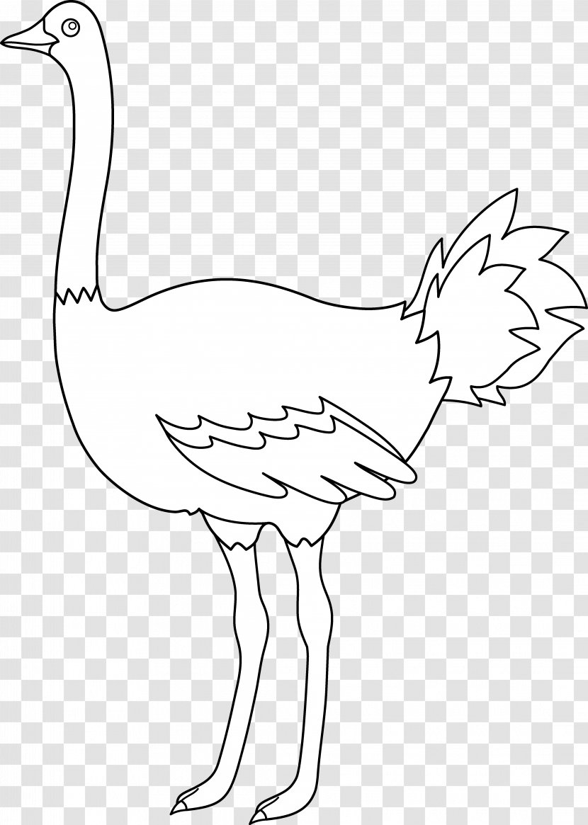 Common Ostrich Bird Emu Clip Art - Drawing Transparent PNG