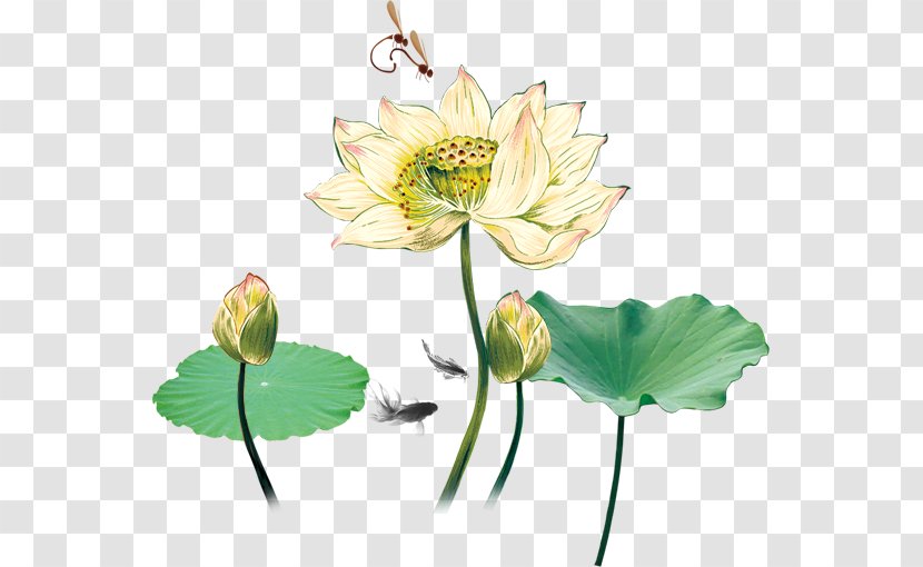 Nelumbo Nucifera Software RGB Color Model - Plant - Lotus Leaf Transparent PNG