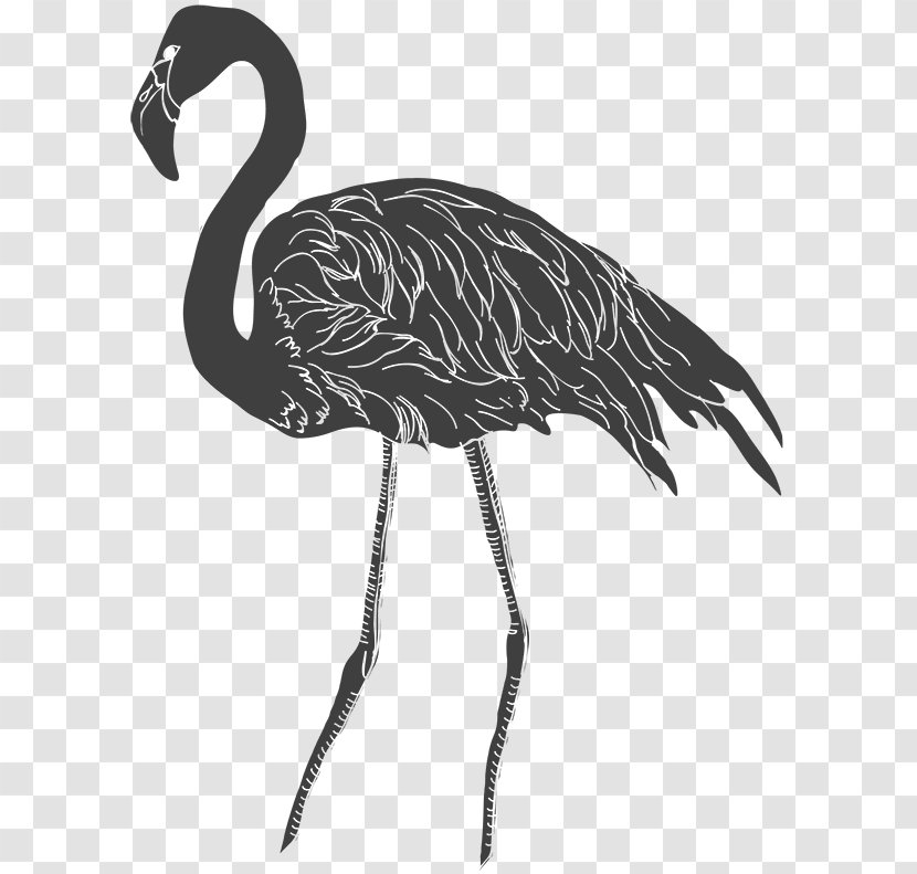Black And White Drawing Sketch - Crane Like Bird - Design Transparent PNG