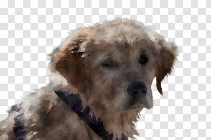 Dog Terrier Goldendoodle Sporting Group Puppy Transparent PNG