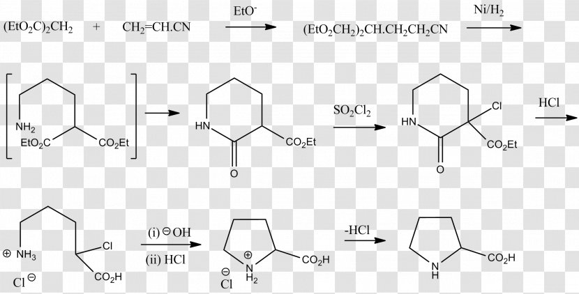 Proline Glutamic Acid Biosynthesis Chemical Synthesis Amine - Text Transparent PNG