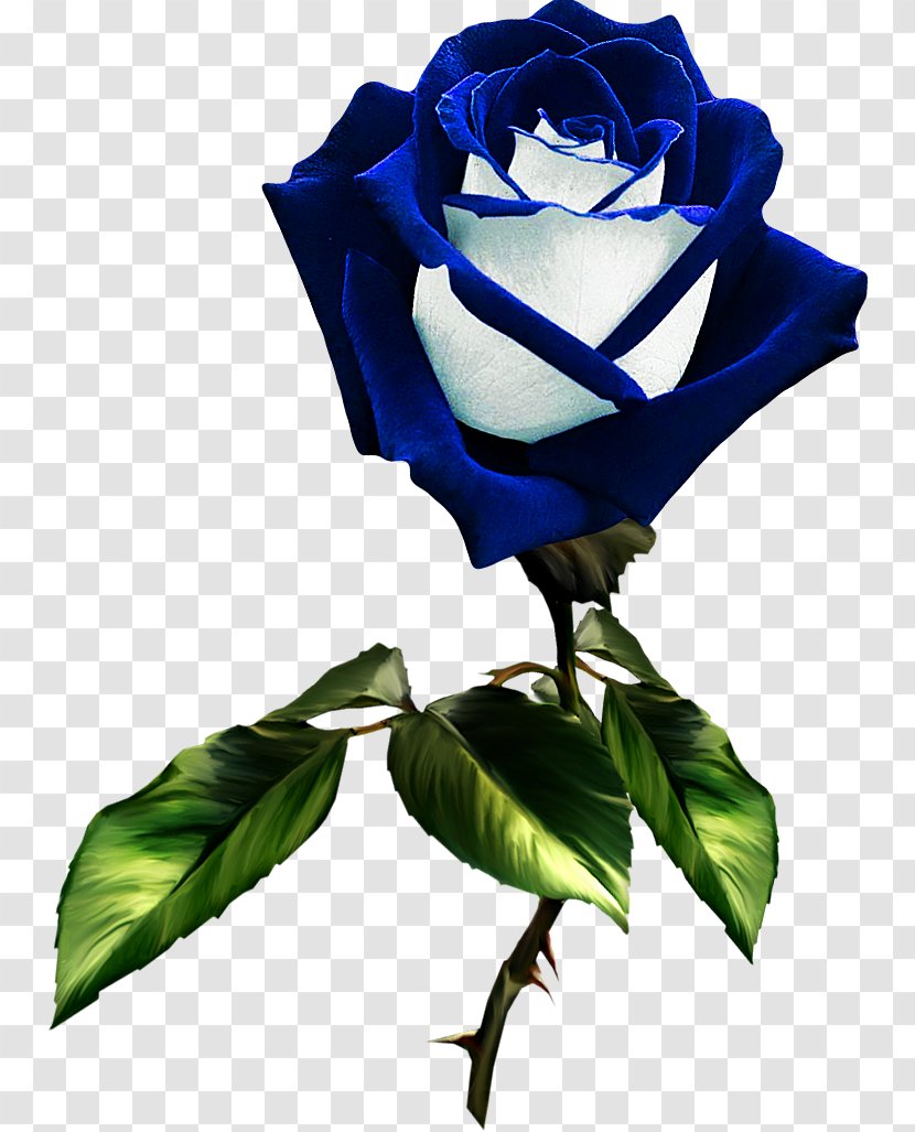 Garden Roses Blue Rose Flower Rosa Gallica - Flowering Plant Transparent PNG