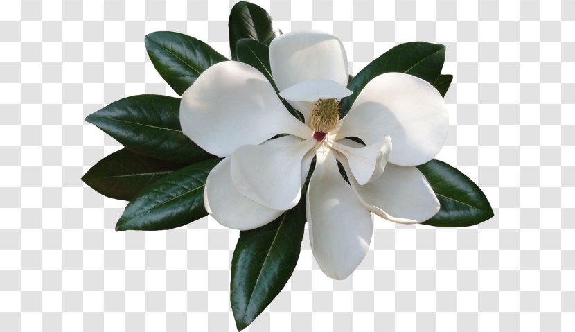 Magnolia Clip Art - Thumbnail - Flower Transparent PNG