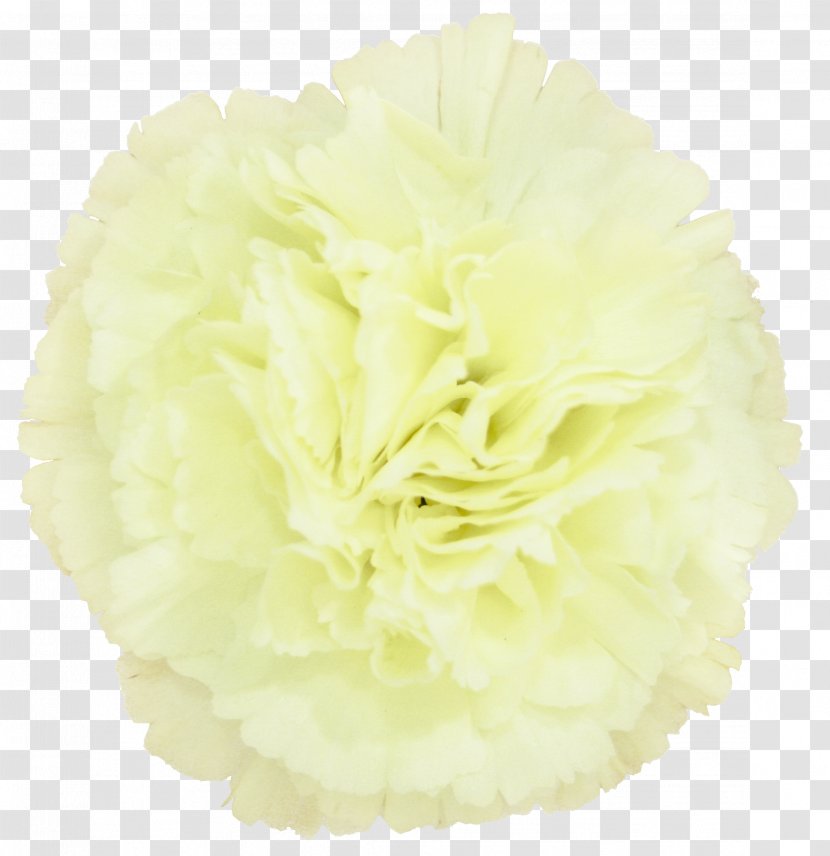 Cut Flowers - Carnation Transparent PNG