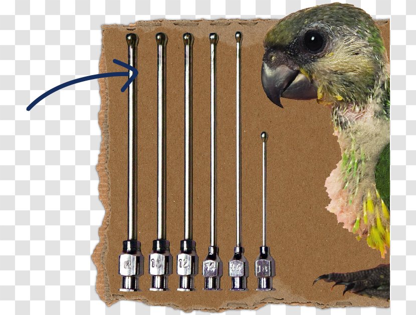 Bird Parakeet Fauna Feather Beak Transparent PNG