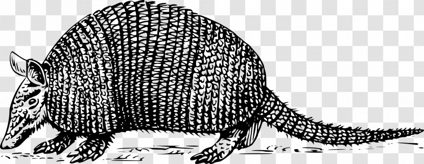 Armadillo Clip Art - Wikimedia Commons - Shellfish Shell Transparent PNG