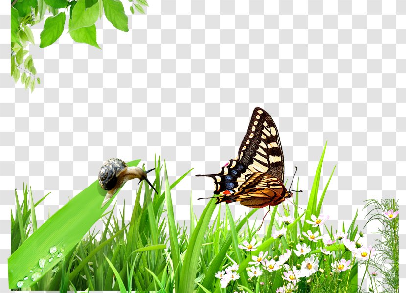 Butterfly Emerald Green Snail - Grass Family - And Transparent PNG